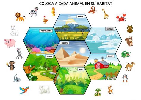 Ejercicio de LOS HÁBITATS Y SUS ANIMALES Kindergarten Animal Habitats, Different Habitats Of Animals, Animal Homes Worksheet, Animals In Their Habitat, Homes Of Animals Worksheet, Animal Habitats Preschool, Future Poster, Preschool Classroom Decor, Animal Habitats