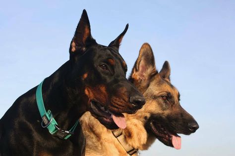 #Doberman and German Shepherd Doberman And German Shepherd Together, Doberman Pinscher German Shepherd, Doberman Pinscher And German Shepherd, Doberman And German Shepherd, Doberman German Shepherd, German Shepherd Doberman, Puppies German Shepherd, Pincher Dog, Doberman Pinscher Puppy