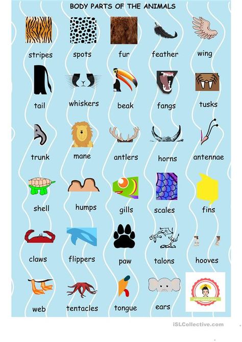 Parts Of Animals, English Activity, English Club, Animal Body Parts, Exquisite Corpse, Teaching English Grammar, Gk Questions And Answers, English Conversation, Picture Dictionary