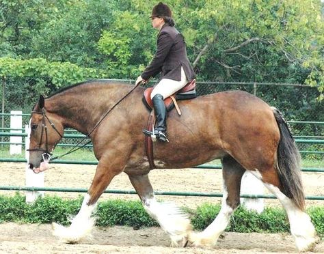 Clydesdale draft horse - hunt seat. Good form, but he looks like a "fat guy in a little coat lol Hunt Seat, Real Animals, Horse Photo, Clydesdale Horses, Draft Horse, Big Horses, Running Horse, Horse Aesthetic, Pose References