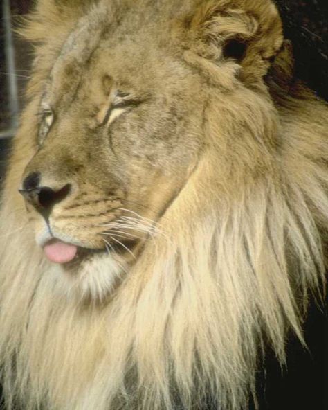 lion tongue out silly face Silly Lion Pictures, Lions Roar, Silly Face, Cats Pictures, Lion Pictures, Silly Cats Pictures, Silly Faces, Silly Animals, Animal Friends