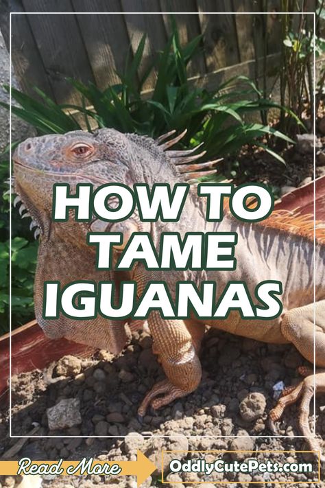 Iguana Enclosure, Iguana Care, Iguana Tattoo, Baby Iguana, Lizard Cage, Iguana Cage, Iguana Pet, Diy Reptile, Reptile Care