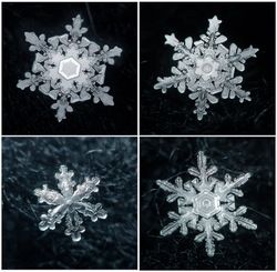 Real Snowflakes, Snowflakes Real, Amazing Nature, 3d Objects, Royalty Free Stock Photos, Every Day, Royalty Free, Stock Images, Stock Photos