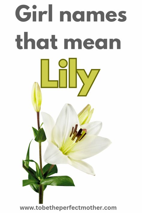 Girl names that mean Lily Lily Name Meaning, Danish Girl Names, Names Inspired By Flowers, Latin Girl Names, Spanish Girls Names, Hebrew Girl Names, Strong Girl Names, Lily Meaning, Pretty Girl Names