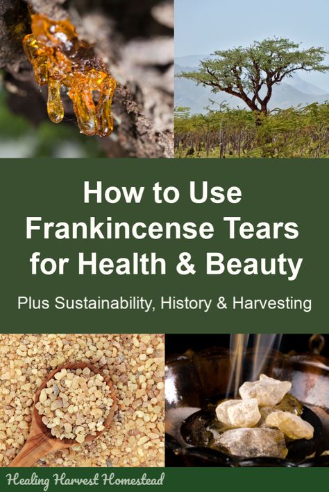 Have you ever wondered about how to use frankincense tears? Not the essential oil—the real tears, or resin, from the Boswellia tree. There are many ways to use these golden tears of resin for health and beauty, as well as for mental clarity. Click through to find out about these wonderful little gems and how you can use them in your home. #frankincense #tears #resin #howtouse #health #beauty #mentalclarity #healingharvesthomestead #homeremedy Frankincense Benefits, Golden Tears, Pineapple Health Benefits, Herbal Steam, Skincare Remedies, Frankincense Resin, Herbal Salves, Herbs For Health, Skin Products