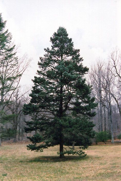 Rocky Mountain Douglas Fir (Pseudotsuga menziesii 'var. glauca') at Wasco Nursery Skater Quotes, Pseudotsuga Menziesii, Douglas Fir Tree, Paint Trees, Evergreen Landscape, Paris Garden, Trees For Front Yard, Valley City, School Garden