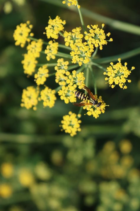 Wasp Fennel Flowers, #Wasp, #Flowers, #Fennel Photography Portfolio Website, Portfolio Websites, Public Domain Images, Wasp, Photography Portfolio, Fennel, Free Pictures, Free Photo, Secret Garden