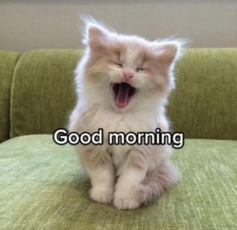 Why Are You So Cute Reaction Pic, Gm Cat Pics, Cat Good Morning Funny, Good Morning Mood Pics, Have A Nice Day Reaction Pic, Good Morning Cats So Cute, Cat Saying Good Morning, Good Morning Reaction Pic, Good Morning Kawaii