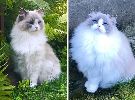 Summer Floof vs. Winter Floof