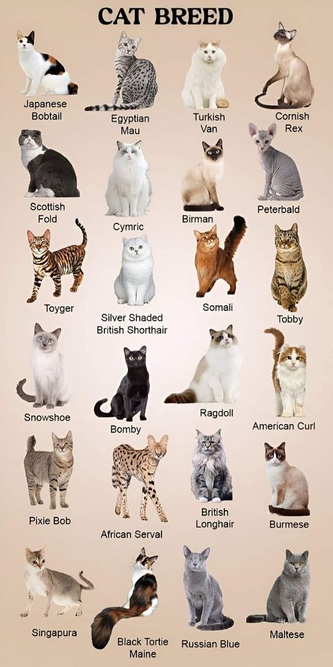 Meow Magic.🐈 | Facebook Cat Symbolism, Types Of Cats Breeds, Cat Breeds Chart, Black Cat Breeds, All Cat Breeds, American Curl, Cat Species, Wild Animals Pictures, Types Of Cats