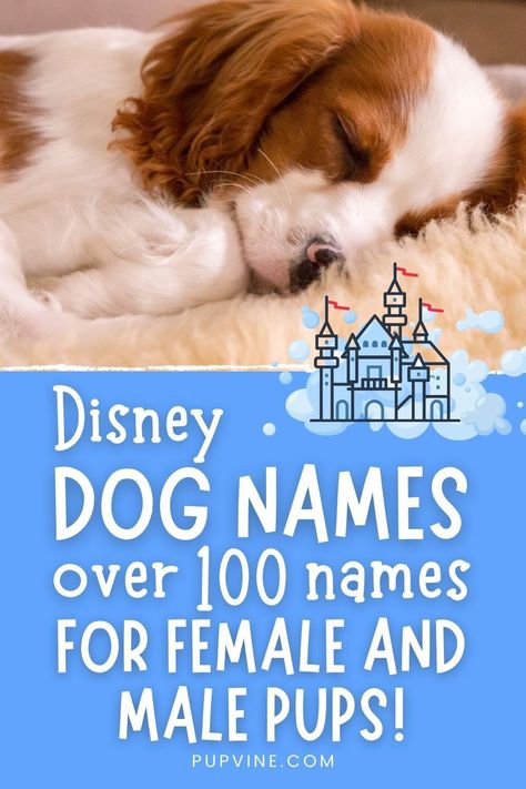 Disney Dogs Characters, Dog Names After Characters, Disney Character Names List, Disney Girl Dog Names, Disney Animal Names, Disney Dog Names Boys, Taylor Swift Dog Names, Marvel Dog Names, Disney Inspired Names