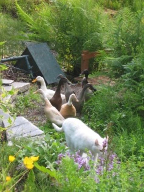 Mama Kitty and Ducks in garden Running Ducks Garden, Ducks In Garden, Garden Ducks, Cottagecore Garden, Runner Ducks, Lake Garden, Duck House, Big Garden, Veggie Garden