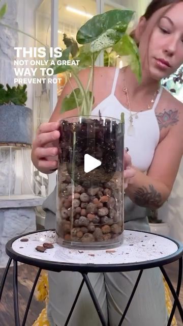 1.2M views · 39K likes | Kellyn on Instagram: "Share this video with a plant lover! 🌿  I saw this hack awhile back and this is the second time I’ve tried this method. It worked so well so I had to share with you guys. It REALLY comes in handy for Alocasia!   It is important to use a super chunky soil mix. This will help aerate the soil giving the roots room to breathe. It is also important to use a synthetic rope so that it does not rot in the water! Organic will not do the trick.   Pro tip: Head to a goodwill to find your glass vessels. They usually a have a large selection for super cheap. I got this one for $1.50! 😌  #planthacks #houseplants #houseplantsofinstagram #plantlover #houseplanthack #houseplantcommunity #growth #alocasia #variegatedplants #diy #diytutorial" No Soil Indoor Plants, Sunroom Plants Ideas, House Plants Display, Large House Plants Indoor, Dark Plant, Garden Ideas Diy Cheap, Plant In Glass, Easy Care Houseplants, Large Indoor Plants