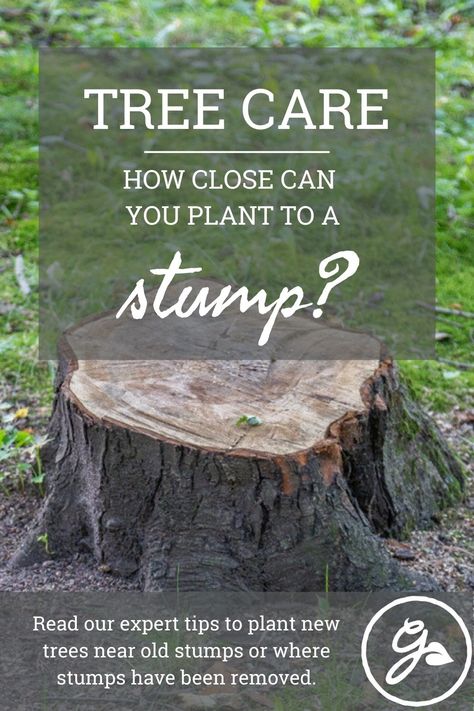 Can you plant a tree near a stump, or where a stump has been removed? Read on for information about what the experts have to say on this subject. Stump Removal, Plant Pests, Organic Compost, Lady Bird Johnson, Plant A Tree, Tree Care, Tree Stump, A Tree, Planting