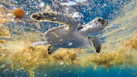 Sea Turtles Hatching, Sea Turtle Species, Turtle Hatching, Turtle Nursery, Sargasso Sea, Marine Turtle, Loggerhead Sea Turtle, Baby Sea Turtles, Turtle Swimming