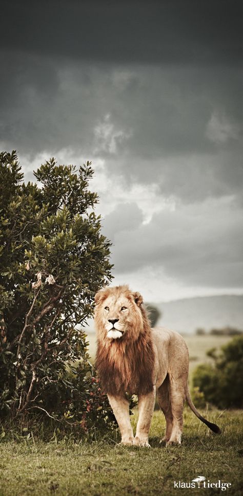 Lion Full Body, Strong Lion, African Images, African Image, The Lion Sleeps Tonight, Lion And Lioness, Africa Animals, Wild Kingdom, Black Lion