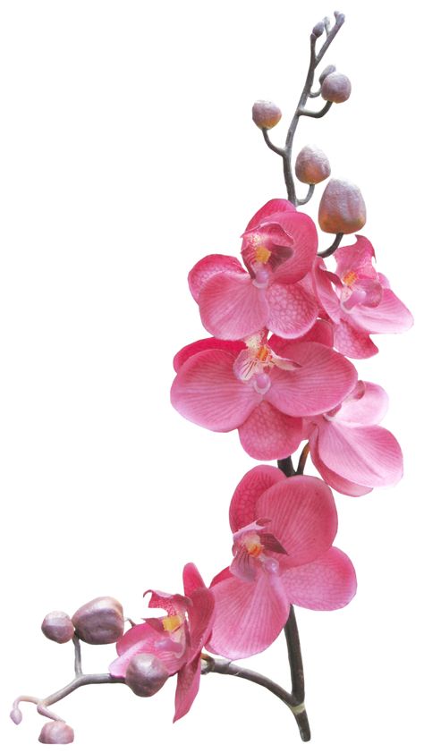 Orchid Wallpaper, Nothing But Flowers, Flower Therapy, Pink Orchids, Foto Ideas Instagram, Natural Forms, Orchid Flower, Laptop Wallpaper, Pics Art