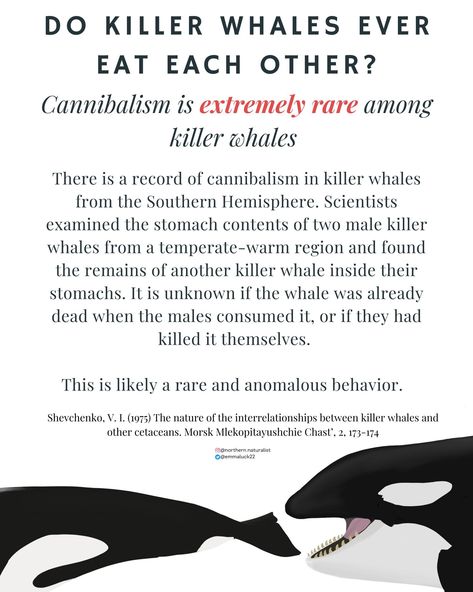 While there is one record... - Emma Luck: Northern Naturalist Whale Facts, Orcinus Orca, Orca Whale, Power Points, Orca Whales, Killer Whale, Marine Biology, Killer Whales, Ocean Creatures