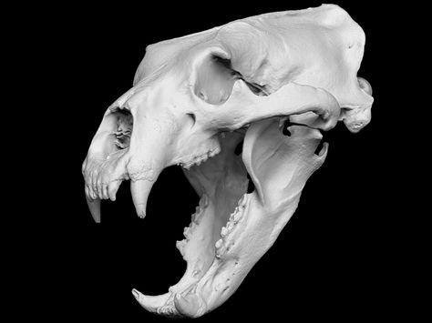 Polar Bear Skeleton, Bear Skull Reference, Wolf Skull Photography, Polar Bear Skull, Grizzly Bear Skull, Bear Skull Drawing, Bear Skeleton, Wolf Skull Reference, Snake Skull