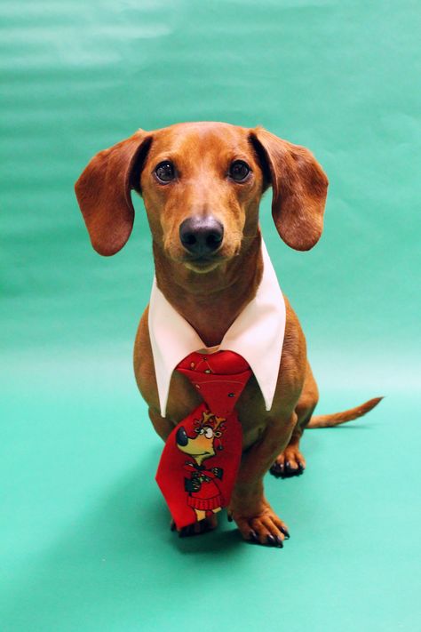 DIY Christmas Outfit for Dogs Diy Holiday Outfit, Diy Christmas Outfit, Christmas Eve Outfit, Christmas Dog Outfits, Dog Tie, Pet Ideas, Eve Outfit, Dog Items, Dachshund Love