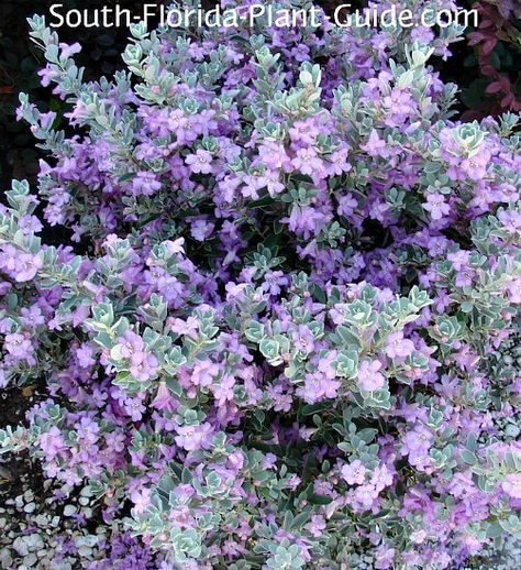 South Texas Landscaping, Island Landscaping, Sage Bush, Full Sun Shrubs, Texas Sage, Coastal Ideas, Florida Trees, Texas Landscaping, Full Sun Flowers