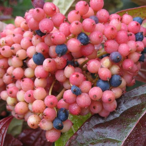 Brandywine Viburnum, Meadow Nursery, Bridal Wreath Spirea, Highbush Cranberry, Silver Maple Tree, Rose Fertilizer, Shade Shrubs, Blue Berries, Privacy Landscaping