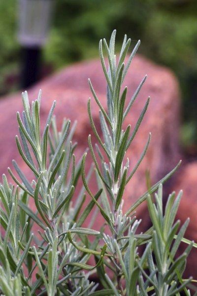 Can you ever have too many lavender plants? This article explains how to propagate lavender from cuttings. The project doesn?t require any special equipment, and it?s easy enough for a beginner. Click here to learn more. Lavender Flowerbed, Lavender Plant Uses, Lavender Cuttings, Propagate Lavender, Lavender Tips, Lavender Plant Care, How To Propagate Lavender, Potted Lavender, Lavender Plants