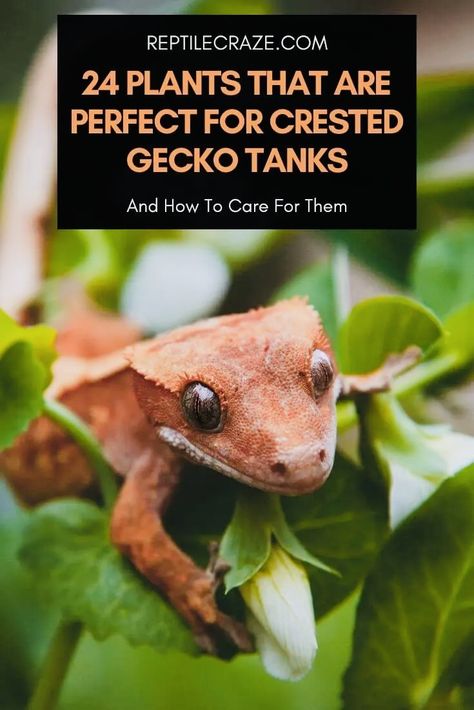 Aesthetic Gecko Tank, Bio Active Terrarium Crested Gecko, Bioactive Crested Gecko Tank, Crested Gecko Vivarium, Crested Gecko Habitat, Crested Gecko Morphs, Gecko Cage, Gecko Enclosure, Crested Gecko Care