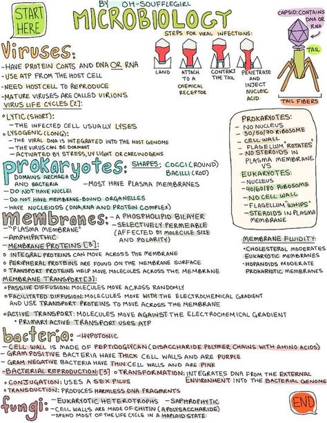 microbiology! Thanks Janie, you're the best :) This poster is going to be a life saver. I can see this now.: Microbiology Nursing Notes, How To Study For Microbiology, How To Study Microbiology, Medical Microbiology Notes, Micro Biology Notes, Microbiology Worksheets, Microbiology Study Cheat Sheets, Virology Microbiology, Basic Microbiology