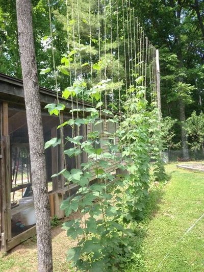 Growing Hops at Home : 9 Steps (with Pictures) - Instructables How To Grow Hops Trellis Ideas, Hops Plant Trellis, How To Grow Hops, Growing Hops Trellis, Hops Trellis Ideas, Hop Trellis Ideas, Hop Growing, Hops Growing, Hop Trellis