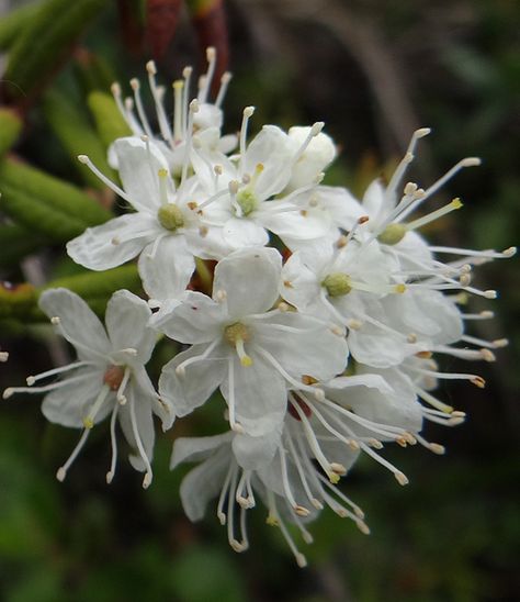 Labrador Tea (Bowman Bog, Anchorage) Labrador Tea, Star Pasta, Arctic Circle, Flower Power, Labrador, Nature Inspiration, Doodles, Pasta, Tea