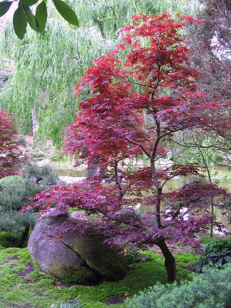 Douglas Maple Tree, Japanese Xeriscape, Velvet Viking Japanese Maple, Emperor 1 Japanese Maple, Acer Trees Garden, Japanese Maples In Landscape, Potted Japanese Maple Tree, Japanese Maple Tree Landscape Front Yards Flower Beds, Japanese Maple Landscaping