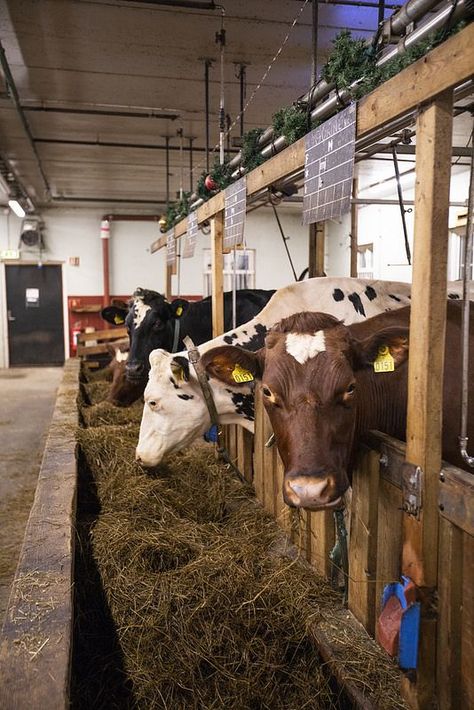 Small Barn Ideas, Cattle Barn Designs, Cow Shed Design, Cattle Housing, Farming Animals, Farm Livestock, Horse Farm Ideas, Cattle Barn, Pet Cows