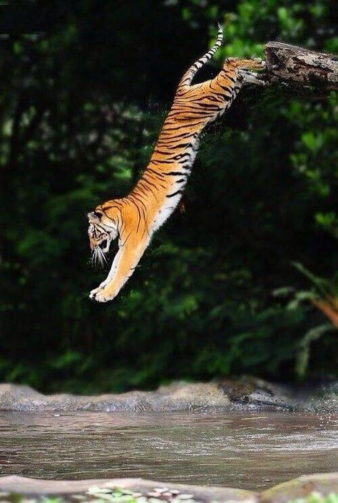 diving tiger ~ magnificent Tiger Pictures, Cheetahs, A Tiger, Animal Planet, Animal Photo, Exotic Pets, Nature Animals, Beautiful Cats, 귀여운 동물