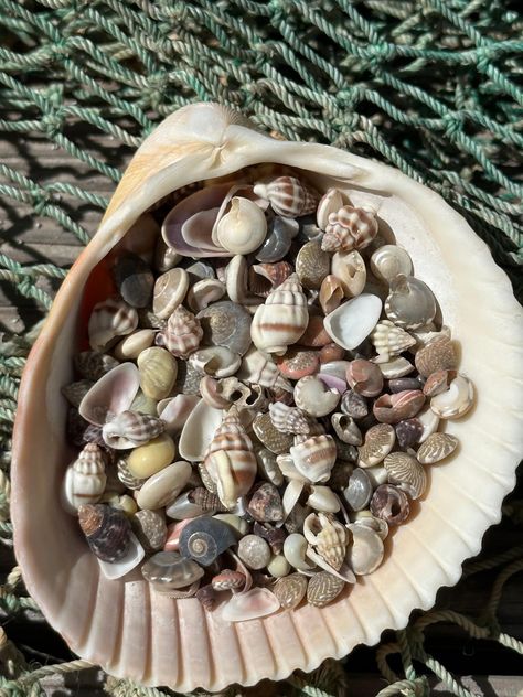 Welcome!  Please visit our main website- www.LovingCoastalLiving.com for more coastal accents and decor! This delightful assortment of small natural shells is perfect for crafters and DIY enthusiasts looking to add a touch of the ocean to their projects. Each mix contains a variety of unique and beautiful shells, offering endless possibilities for your creative endeavors. Whether you're making jewelry, decorating frames, or adding detail to a larger piece, these shells are an ideal choice for br Shells Aesthetics, Madi Core, Decorating Frames, Florida Shells, Beautiful Shells, Beach Shells, Christian Ornaments, Shell Collection, Mermaid Aesthetic