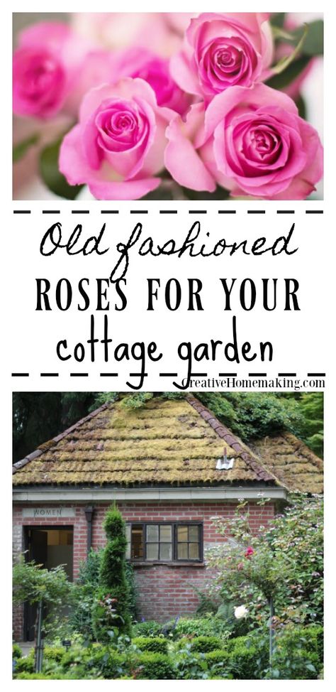 Expert tips for choosing "old roses" for your cottage flower garden. #gardening #flowers #roses #rose #creativehomemaking Cottage Flower Garden, Old Roses, Rose Gardening, Vertical Vegetable Garden, Rose Gardens, Gardening Design, Growing Gardens, Potager Garden, Organic Vegetable Garden