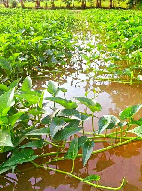 Kangkong (Water Spinach/Water Cress/Swamp Cabbage) Kangkong Plant, Water Cress, Swamp Cabbage, Lychee Tree, Cabbage Vegetable, Water Spinach, Backyard Garden Layout, City Farm, Landscape Photography Nature