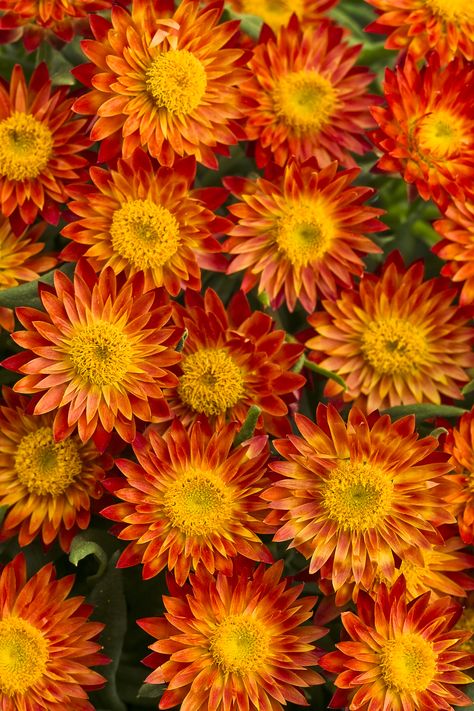 Sundaze® Blaze - Strawflower - Bracteantha (Xerochrysum) hybrid Rabbits, Orange, Yellow, Plants, Flowers, Green