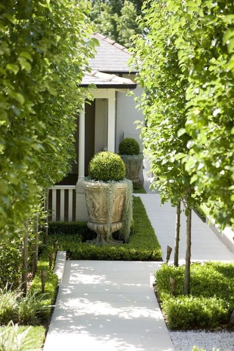 urn, boxwood Pyrus Chanticleer, Courtyard Landscaping, Sandstone Paving, Desain Lanskap, Backyard Renovations, Formal Garden, Garden Shrubs, Formal Gardens, Container Gardens