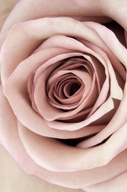 Pale Dogwood, Light Pink Rose, Boho Designs, Love Rose, Beautiful Blooms, Love Flowers, My Flower, Beautiful Roses, A Rose