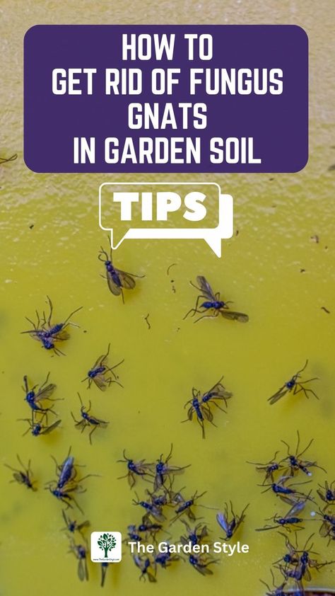 The pin shows a lot of fungus gnats stuck in a sticky trap. The pin title is "how to get rid of fungus gnats in garden soil". Learn more by visiting TheGardenStyle.com How To Get Rid Of Gnats, Fungus Gnats, Gardening Guide, Flying Insects, Diy Garden Projects, Garden Soil, Balcony Garden, Outdoor Oasis, Outdoor Plants