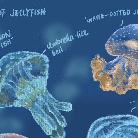 Sunny Side Up Science and Art | Types of Jellyfish  Spotted Lagoon Jellyfish: It’s an algae-containing jellyfish that traps planktonic food with mucus. Usually found in... | Instagram Lagoon Jellyfish, Types Of Jellyfish, Moon Jellyfish, Steam Education, Jellyfish Art, Science Illustration, Stem For Kids, Nature Artwork, Marine Biology