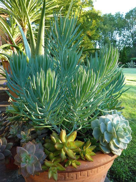 Succulent Garden Landscape, Plants In Pots, Succulent Landscape Design, Succulent Garden Design, Succulent Landscaping, Balcony Plants, Succulent Gardening, Desert Garden, Succulents In Containers