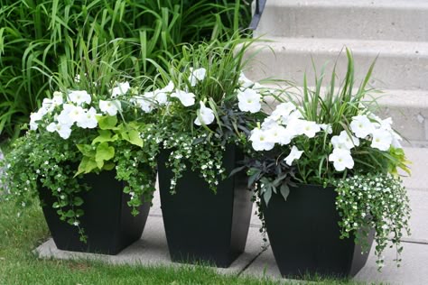 These are my flower pots I put together in early spring. Love the combination of green, white and black. Porch Flowers, Black Planters, Patio Pots, Spring Love, Container Gardening Flowers, Flower Pots Outdoor, Moon Garden, Outdoor Flowers, Flower Landscape