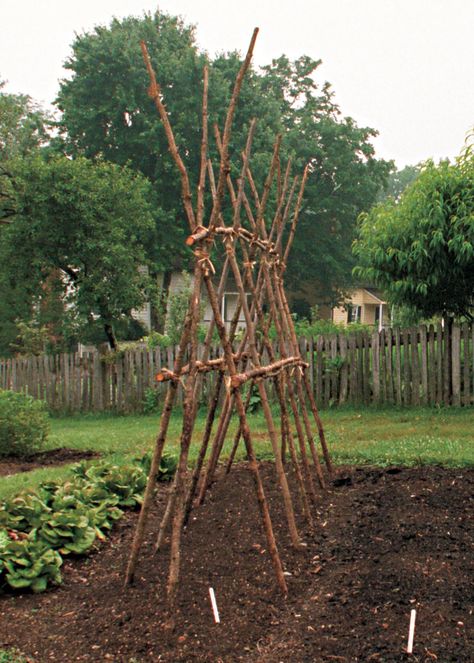 Homemade Trellis, Bean Trellis, Trellis Ideas, Bamboo Trellis, Bamboo Poles, Pole Beans, Veggie Patch, Garden Vines, Areas Verdes