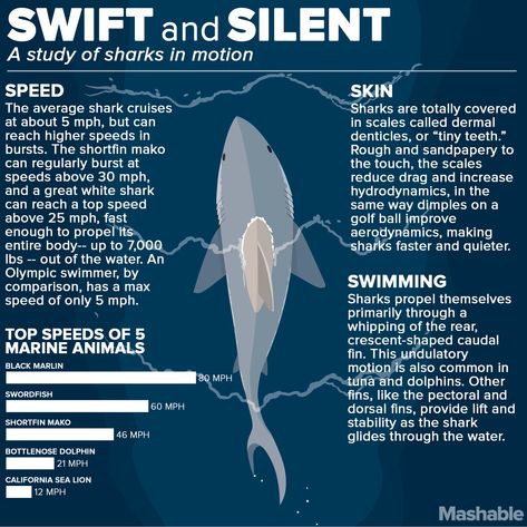 Swift and Silent a Study of Sharks in Motion #infographic #Sharks #Animal Shark Biology, Motion Infographic, Oceanography Marine Biology, Sharks Swimming, Shark Slides, Ocean Stuff, Mindless Eating, Types Of Sharks, Shark Facts