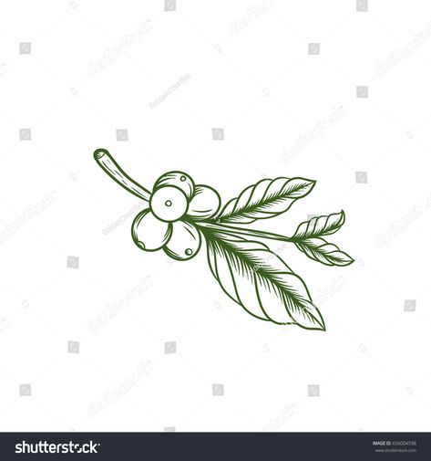 Coffee Leaf Illustration, Coffee Leaf Tattoo, Coffee Plant Tattoo Minimalist, Coffee Plant Drawing, Coffee Pantry, Colombia Tattoo, Butterfly With Flowers Tattoo, Coffee Tattoos, Coffee Tree