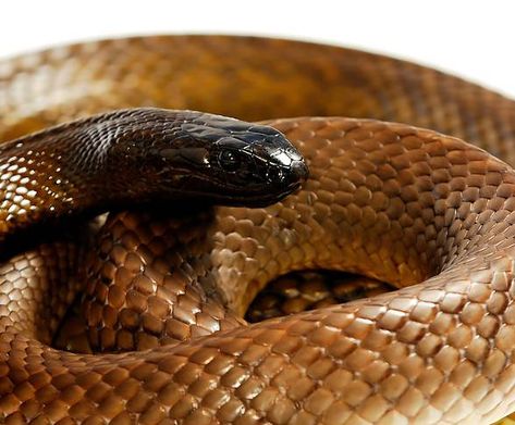 The most venomous snakes – Top 10 Inland Taipan, Lizard Dragon, Michael Langdon, Poisonous Snakes, Largest Snake, Snake Lovers, Cold Blooded, Australian Plants, Snake Venom