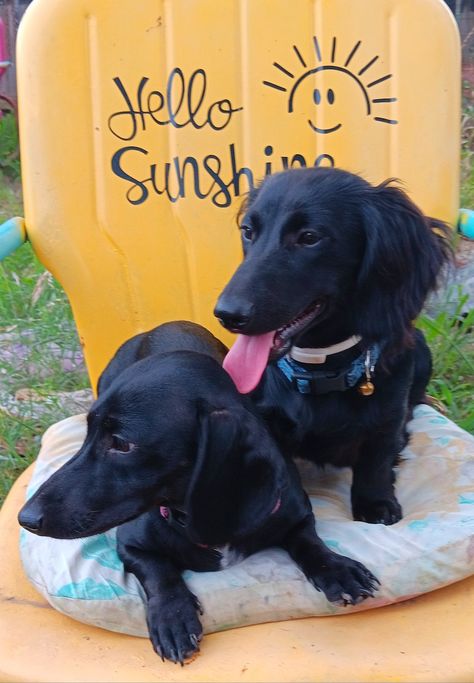 Black mini smooth and long haired Dachshunds. Long Hair Chocolate Dachshund, Black Long Haired Dachshund, Mini Long Haired Dachshund, Long Haired Miniature Dachshund, Black Long Hair, Black Dachshund, Long Haired Dachshund, Long Black Hair, Black Mini