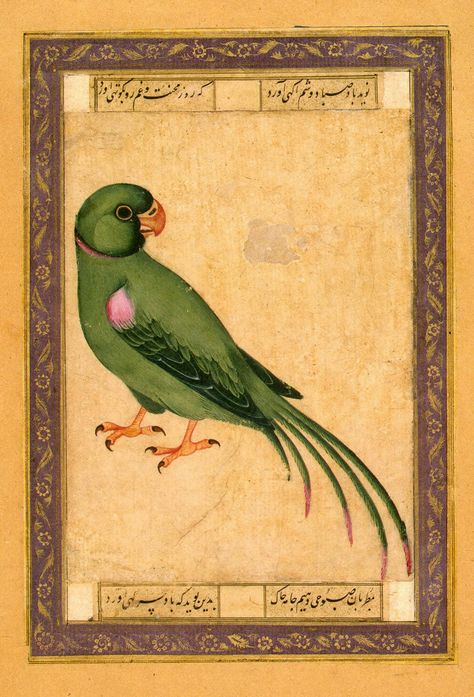 3515.Popugaiy Parrot Miniature Painting, Indian Parrot Illustration, Mughal Miniature Paintings, Parrot Drawing, Kalamkari Painting, Persian Miniature, Mughal Paintings, Ancient Paintings, Hermitage Museum